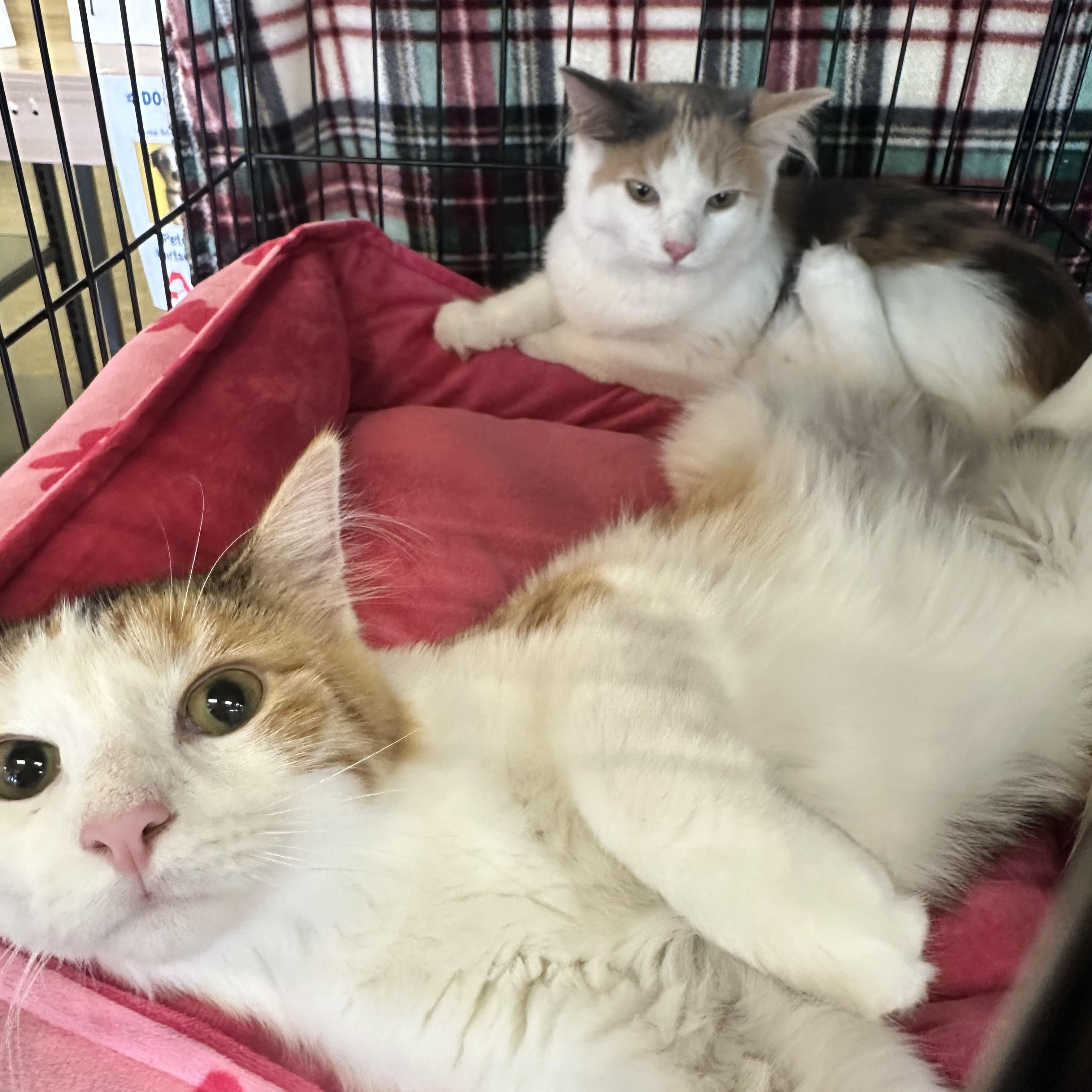 Enlarge Creampuff, a Adopted Dilute Calico in Valhalla, NY image 1/3