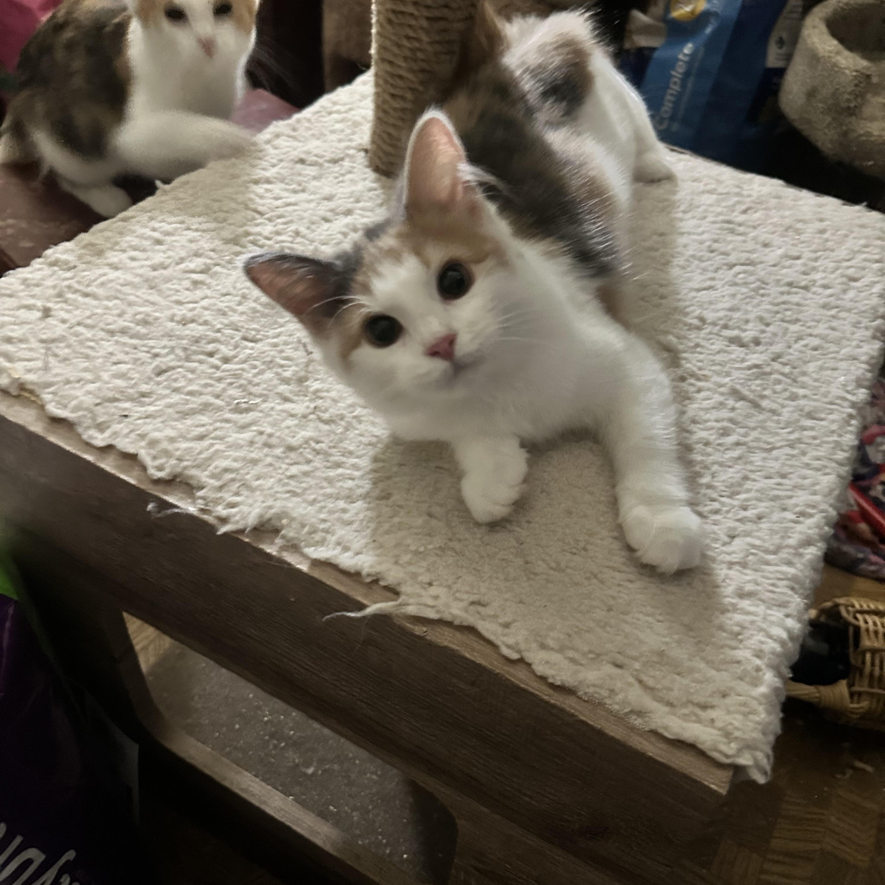 Enlarge Creampuff, a Adopted Dilute Calico in Valhalla, NY image 2/3