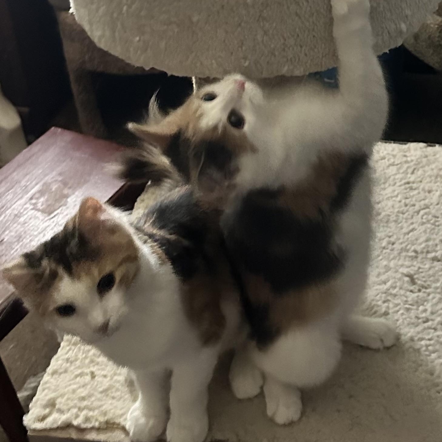 Enlarge Creampuff, a Adopted Dilute Calico in Valhalla, NY image 3/3