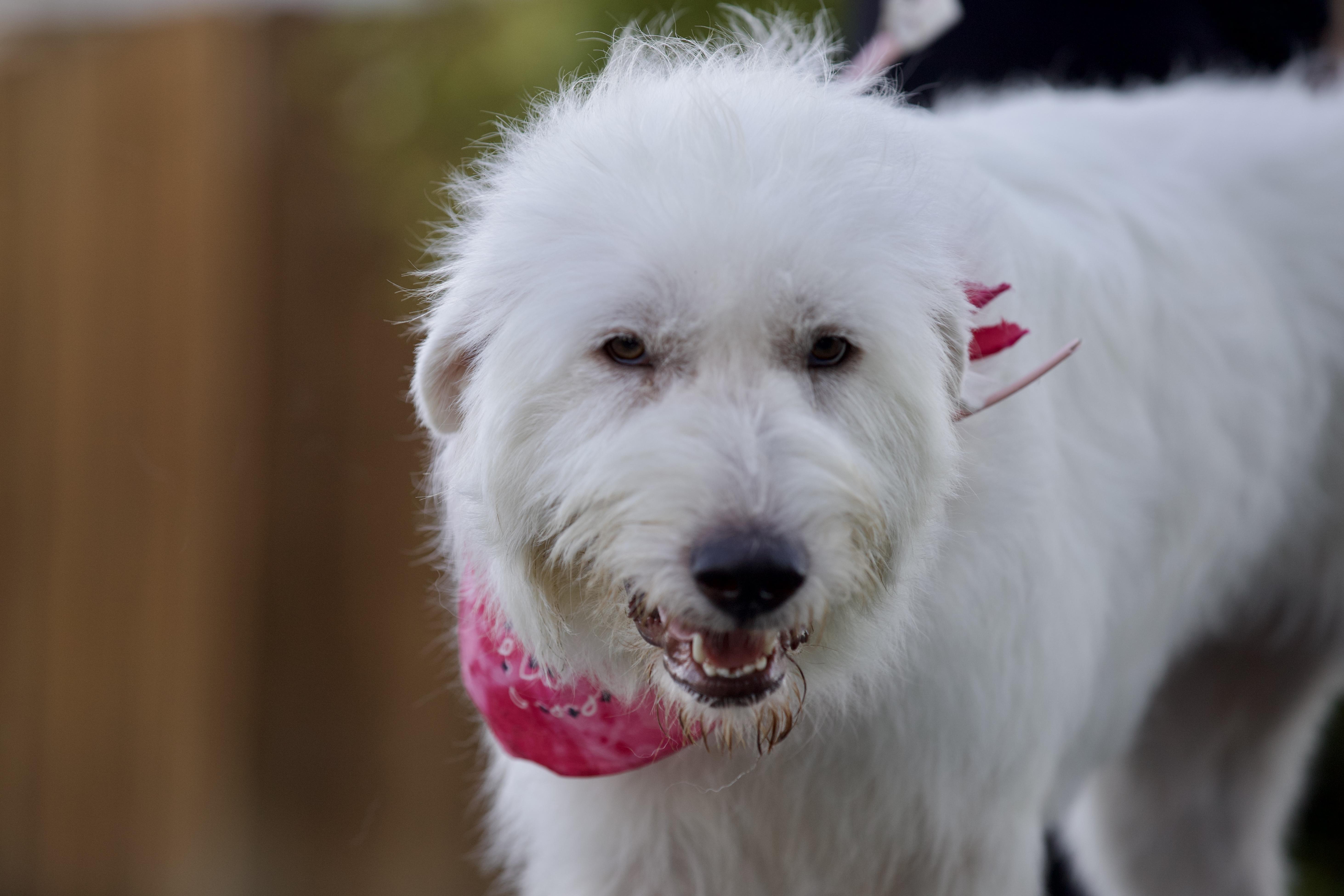 Enlarge Delilah, a Adoptable mixed breed in San Francisco , CA image 9/10