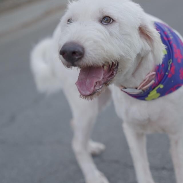 Enlarge Delilah, a Adoptable mixed breed in San Francisco , CA image 3/10