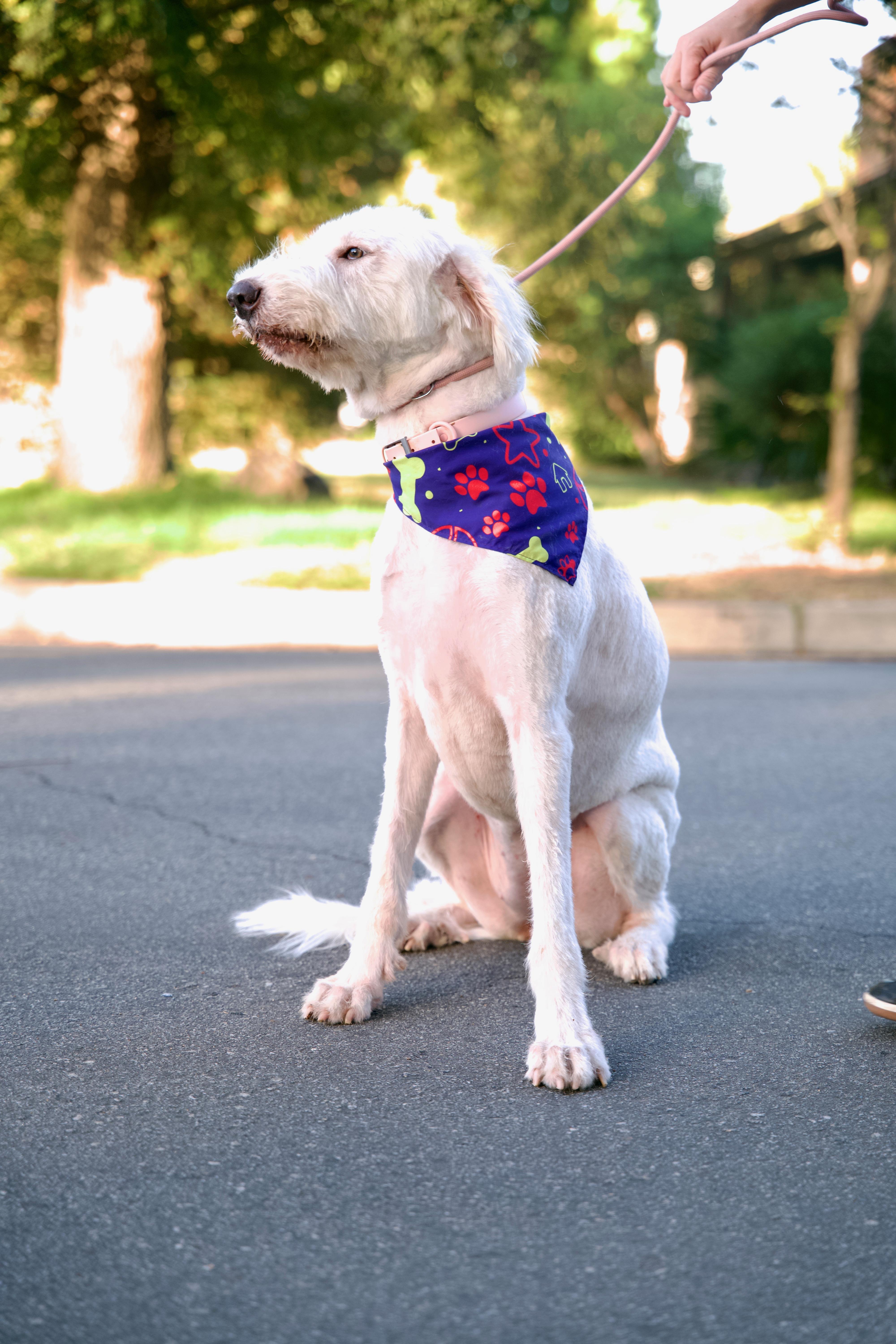 Enlarge Delilah, a Adoptable mixed breed in San Francisco , CA image 4/10