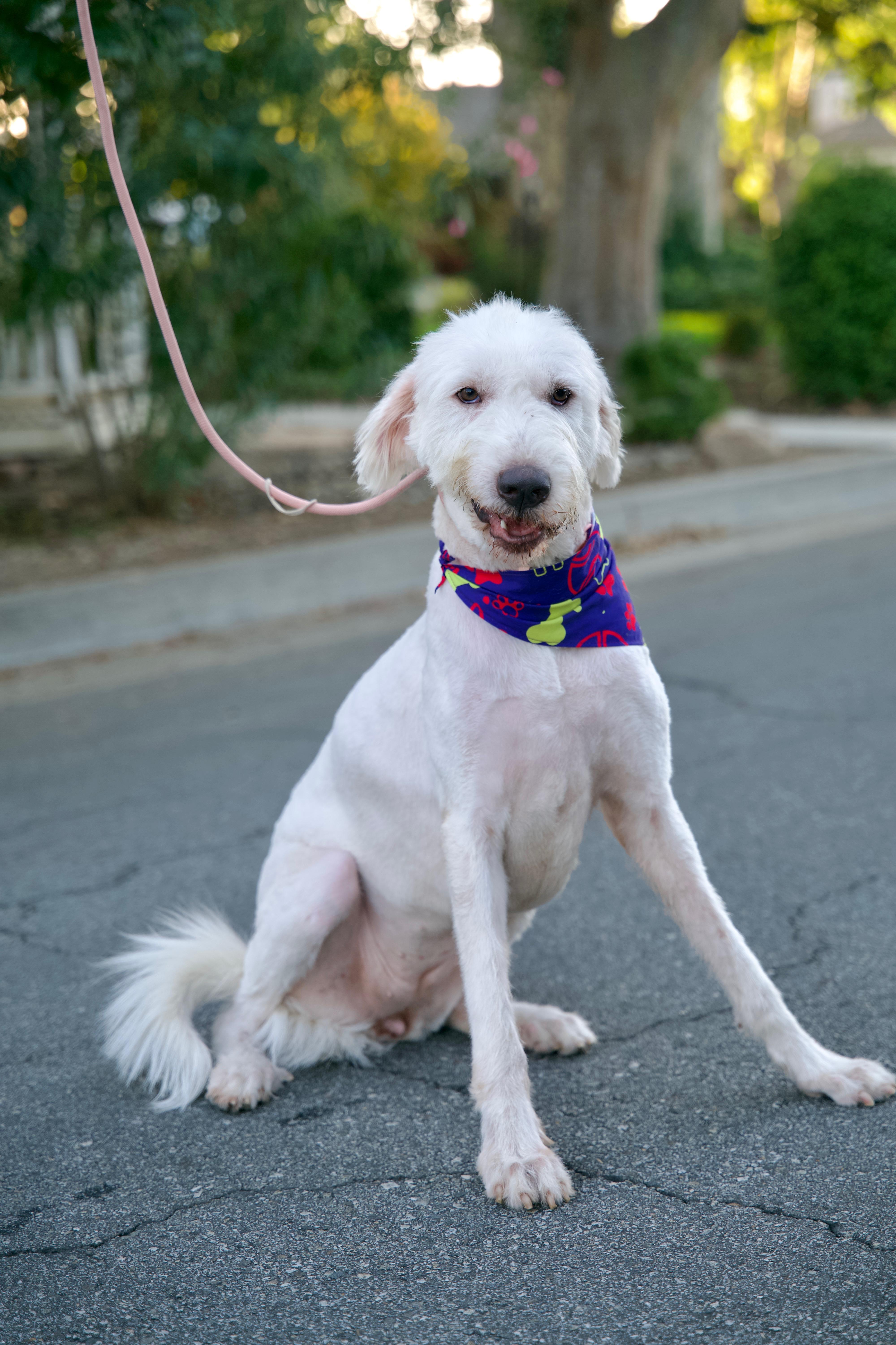 Enlarge Delilah, a Adoptable mixed breed in San Francisco , CA image 5/10