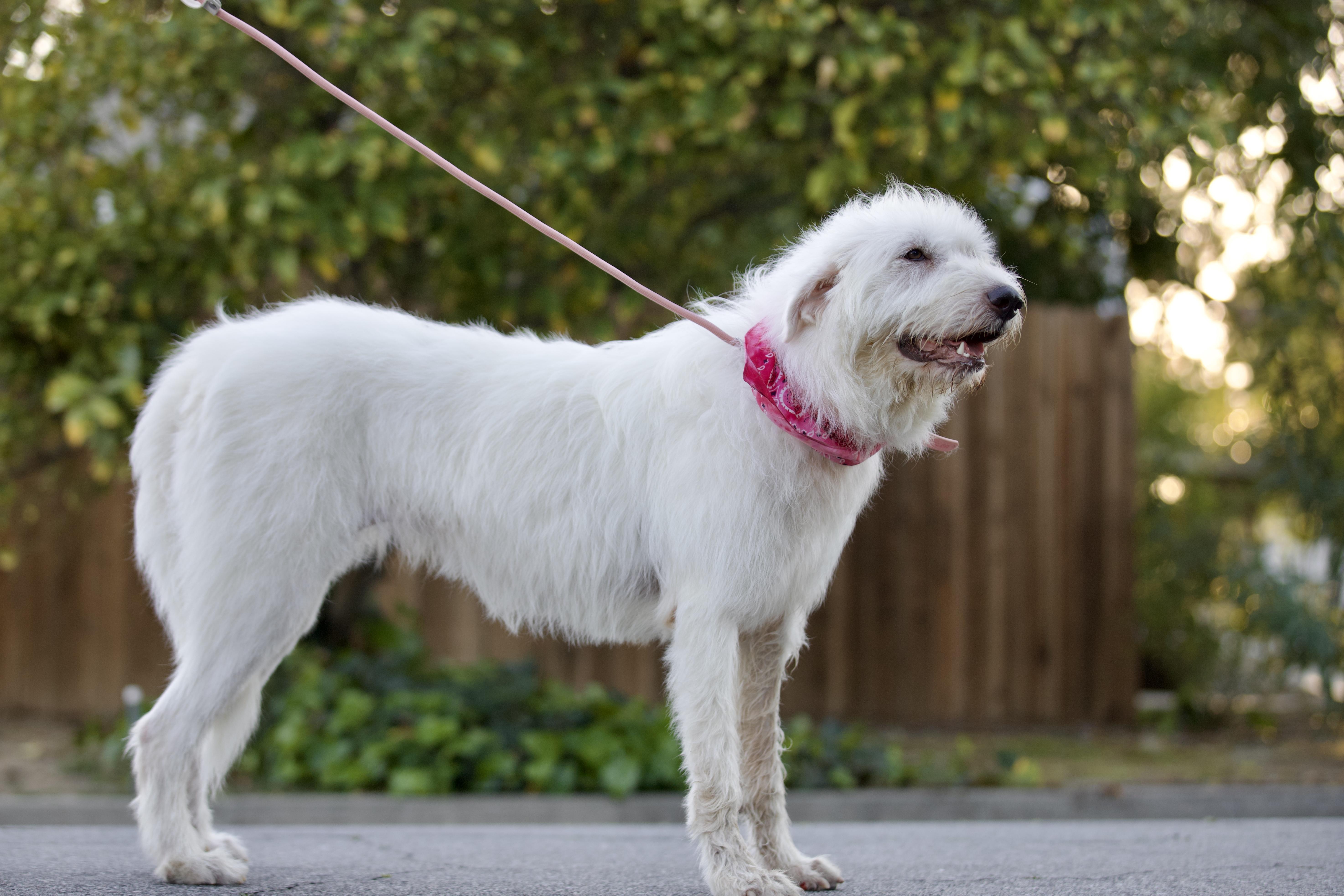 Enlarge Delilah, a Adoptable mixed breed in San Francisco , CA image 10/10