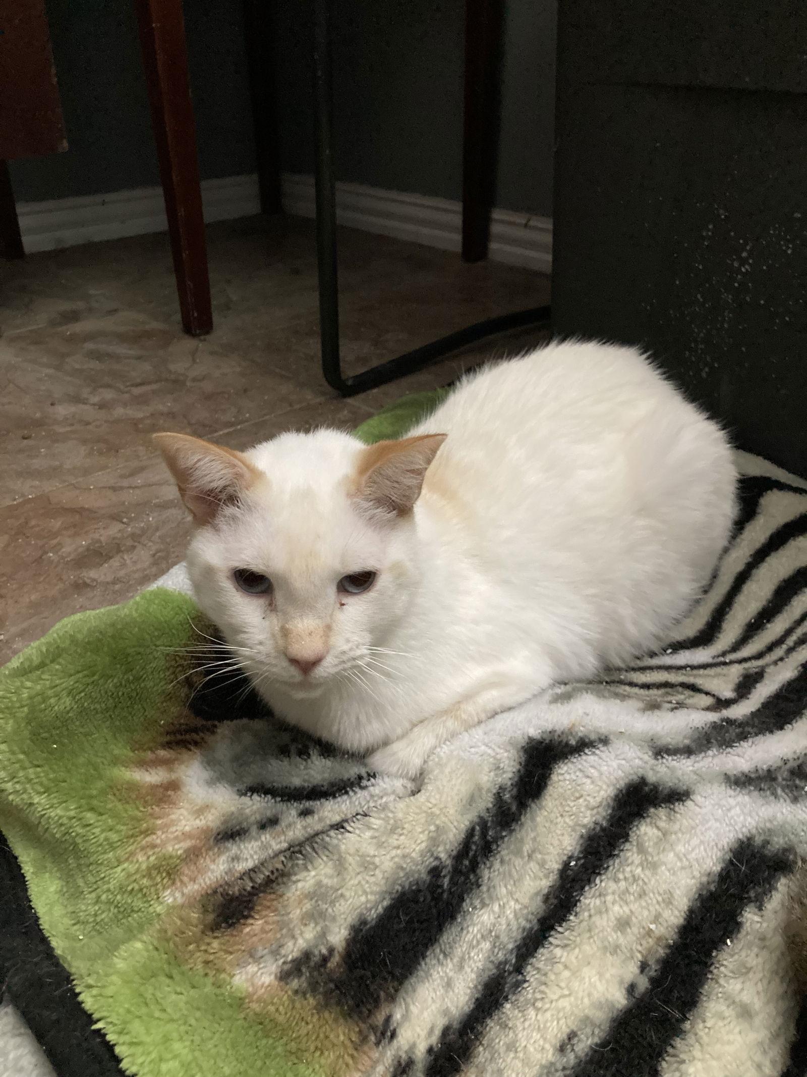 Magic C Cochran, Adoptable, Adult Female Domestic Short Hair.