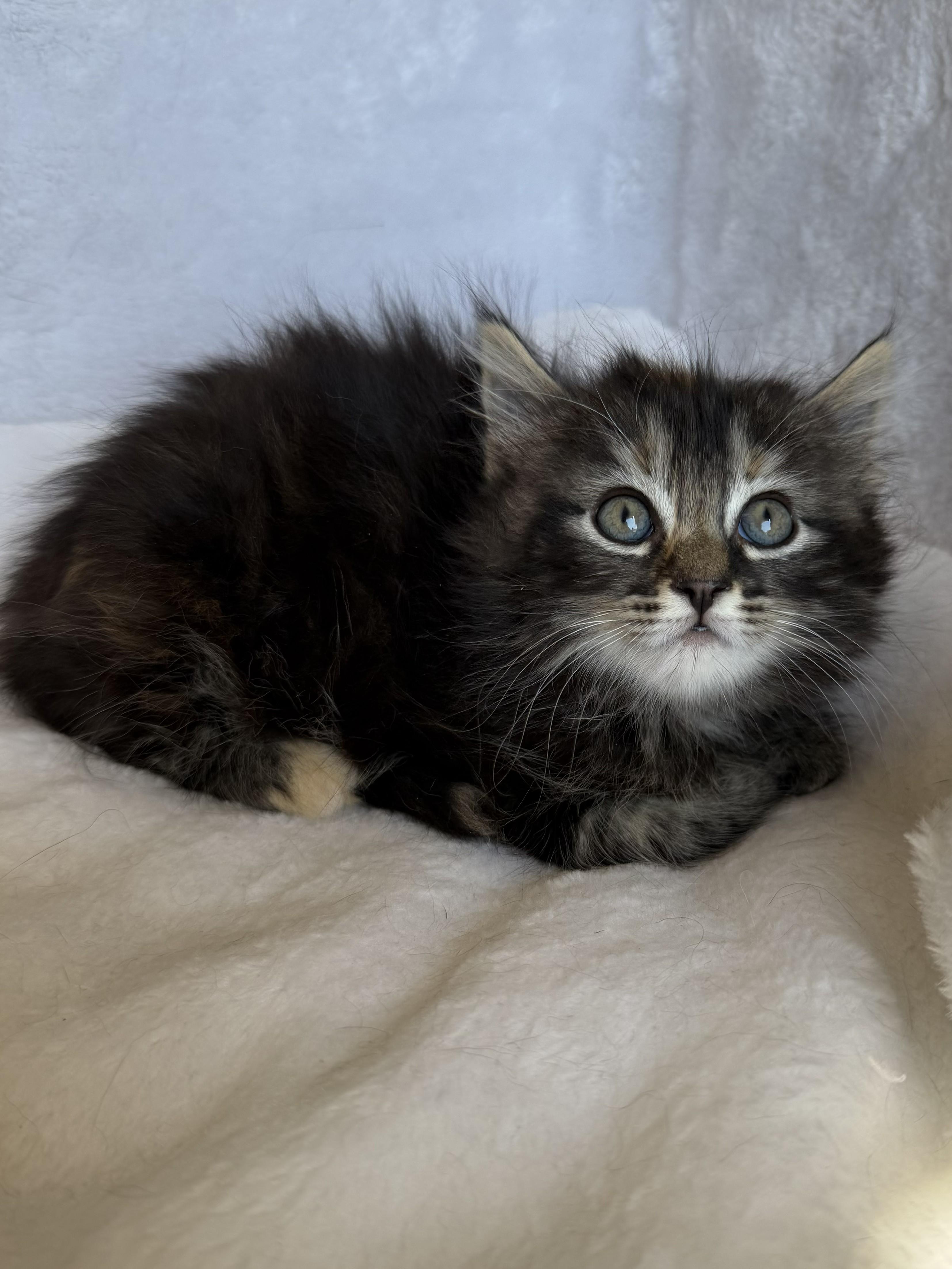 Blair, an adoptable Domestic Long Hair in Wayne, NJ image 2/2