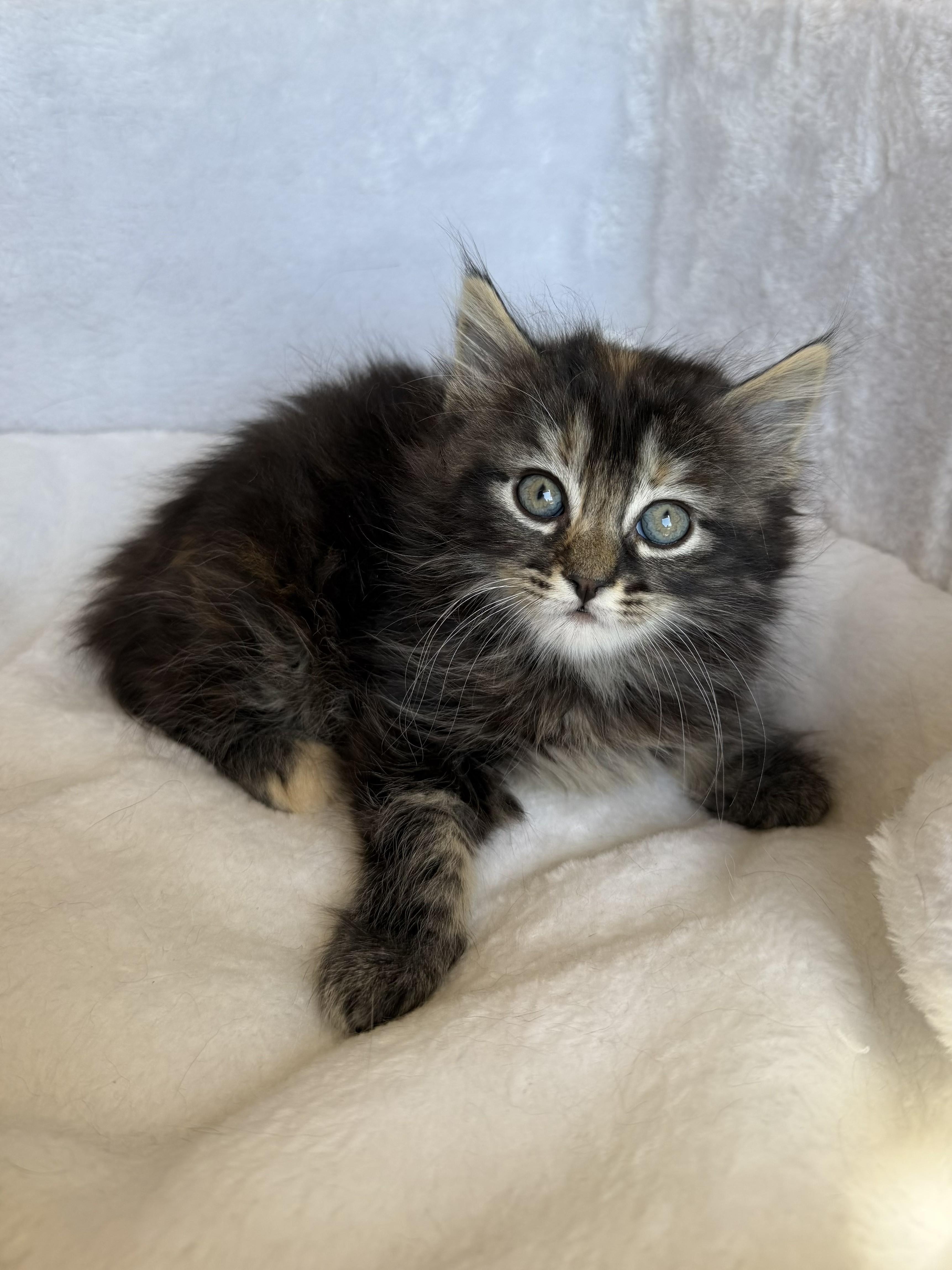 Blair, an adoptable Domestic Long Hair in Wayne, NJ image 1/2