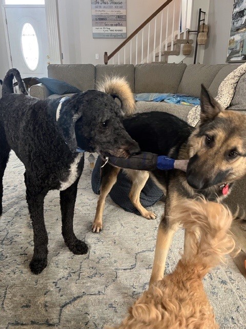 Enlarge Bruno, a Adopted German Shepherd Dog in Gallatin, TN image 2/17