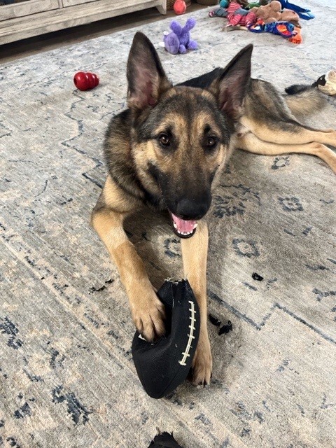 Enlarge Bruno, a Adopted German Shepherd Dog in Gallatin, TN image 5/17