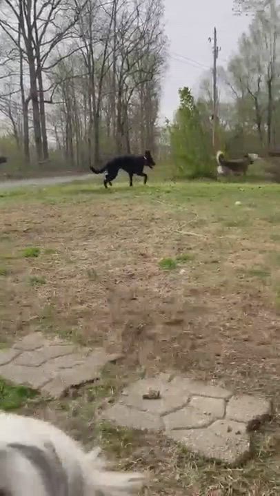 Enlarge Bruno, a Adopted German Shepherd Dog in Gallatin, TN video 15/17