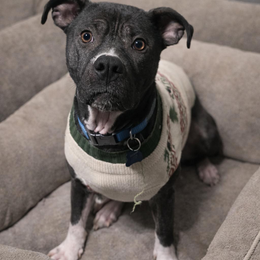 Duke — thumbnail 2