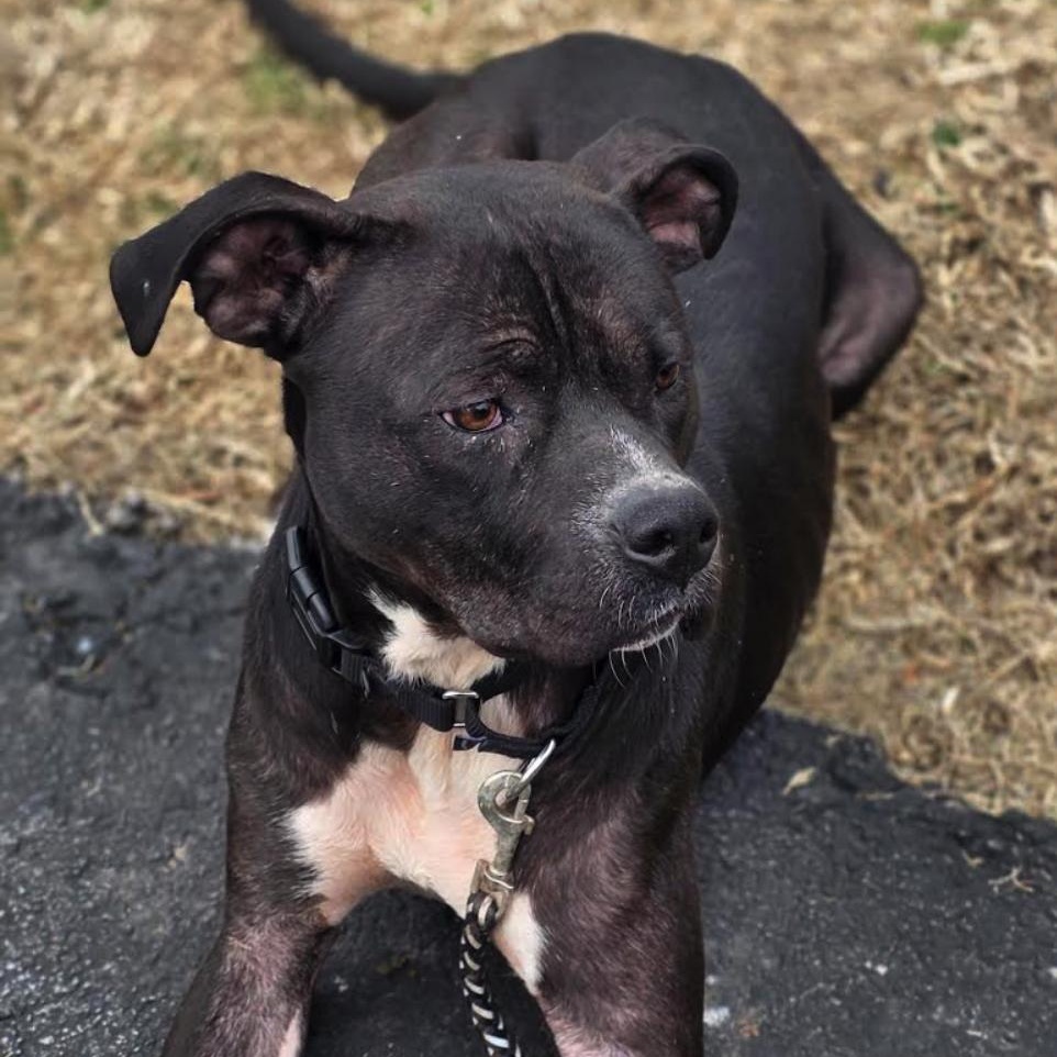 Duke — thumbnail 4