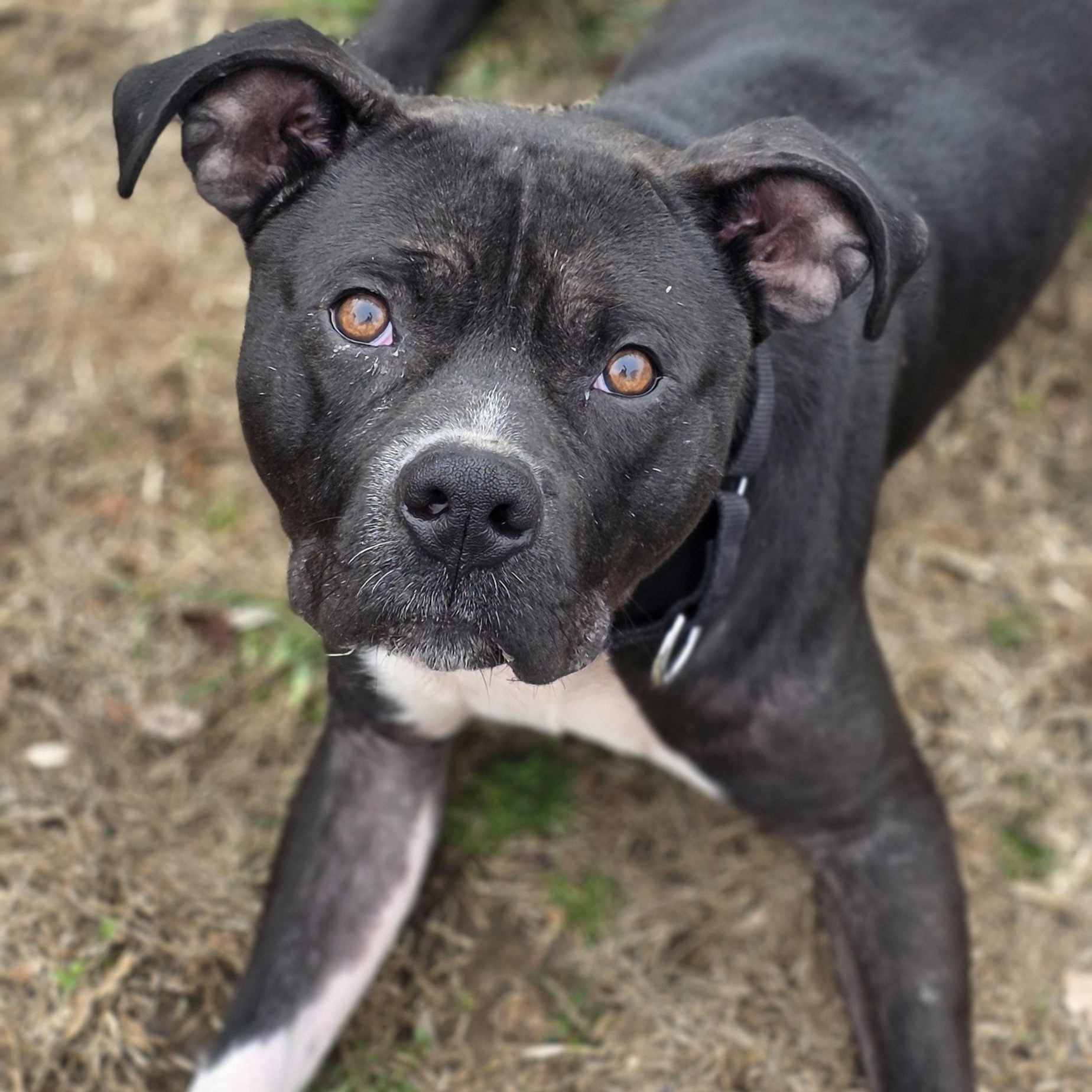 Duke — thumbnail 5