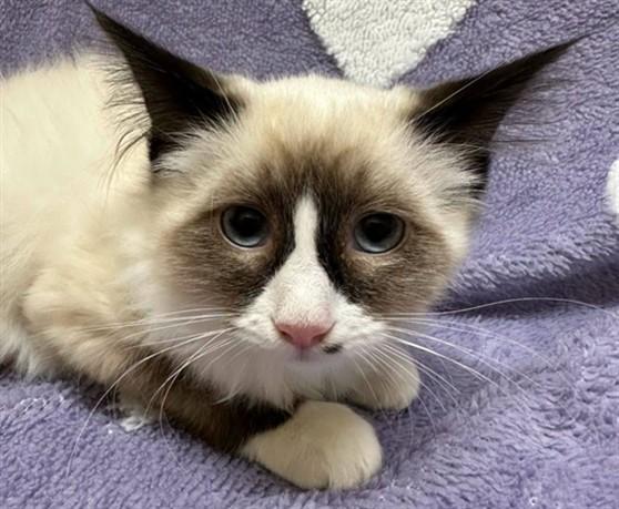 Enlarge GRETEL, a Adoptable mixed breed in Anchorage, AK image 1/1