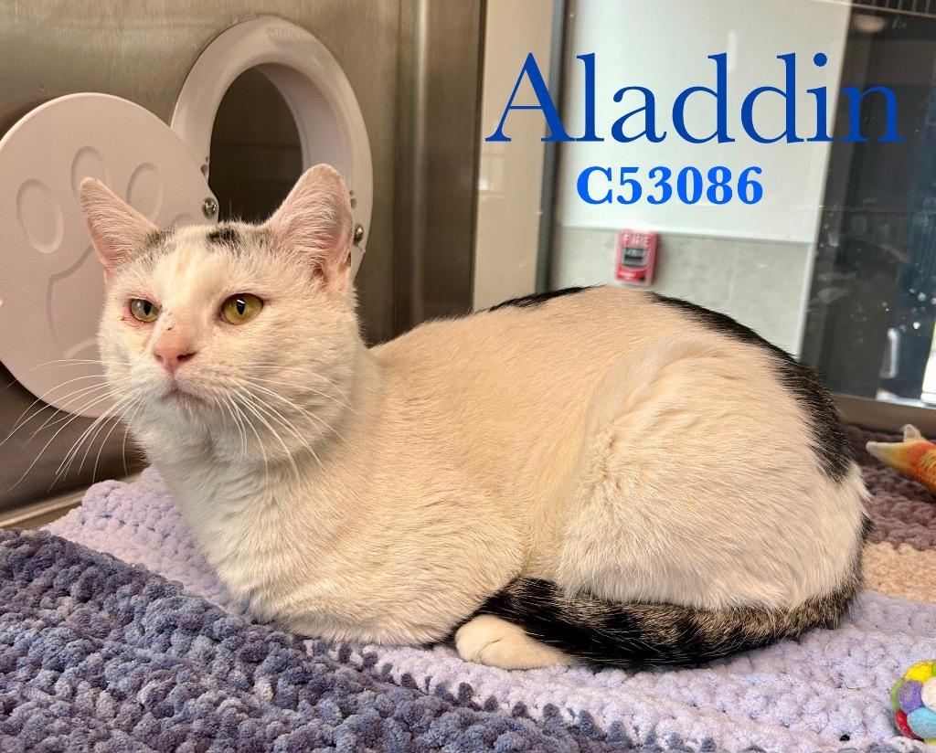 Aladdin, Adoptable, Adult Male Domestic Short Hair.