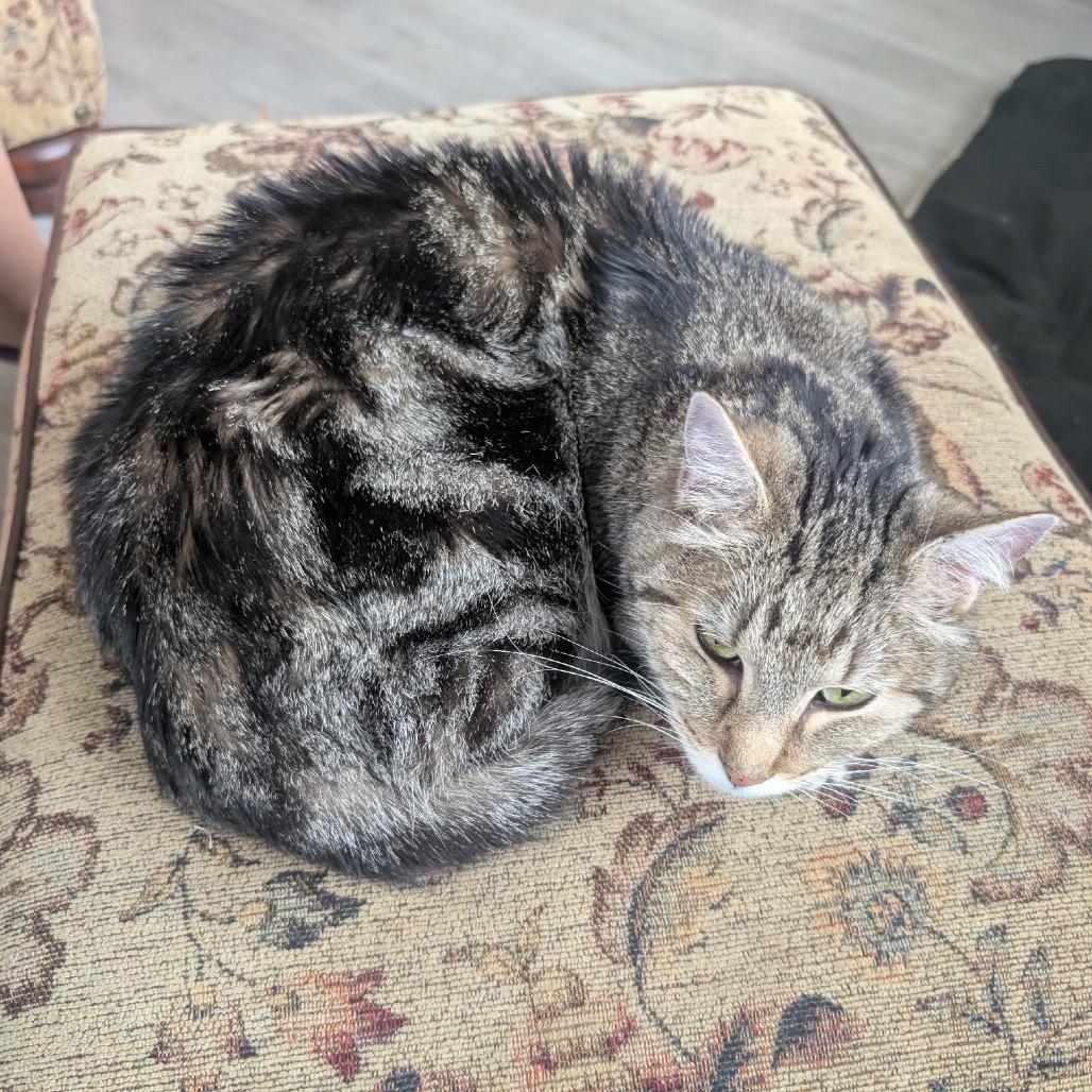 Cicada, a Adoptable Domestic Short Hair in Spokane, WA image 1/3