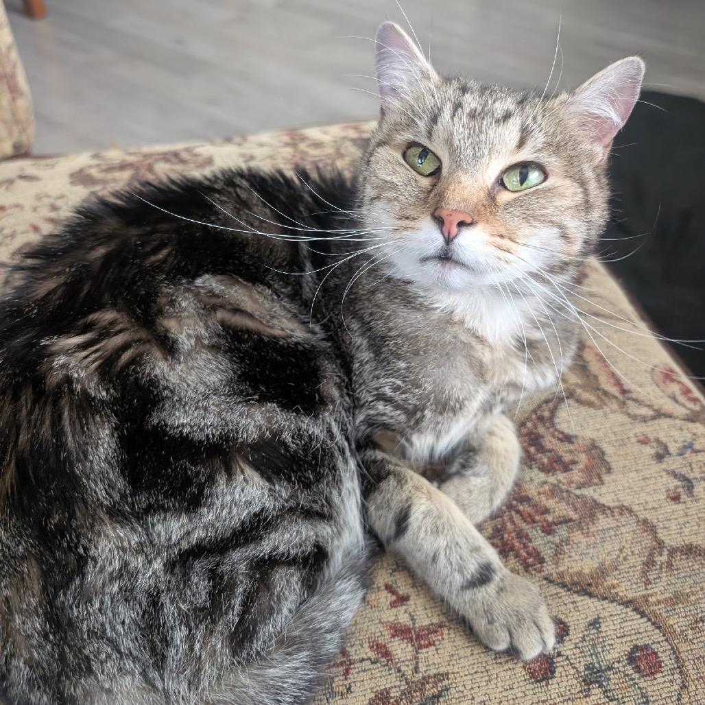 Cicada, a Adoptable Domestic Short Hair in Spokane, WA image 2/3