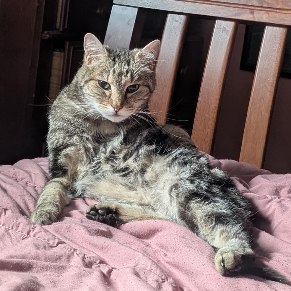 Cicada, a Adoptable Domestic Short Hair in Spokane, WA image 3/3