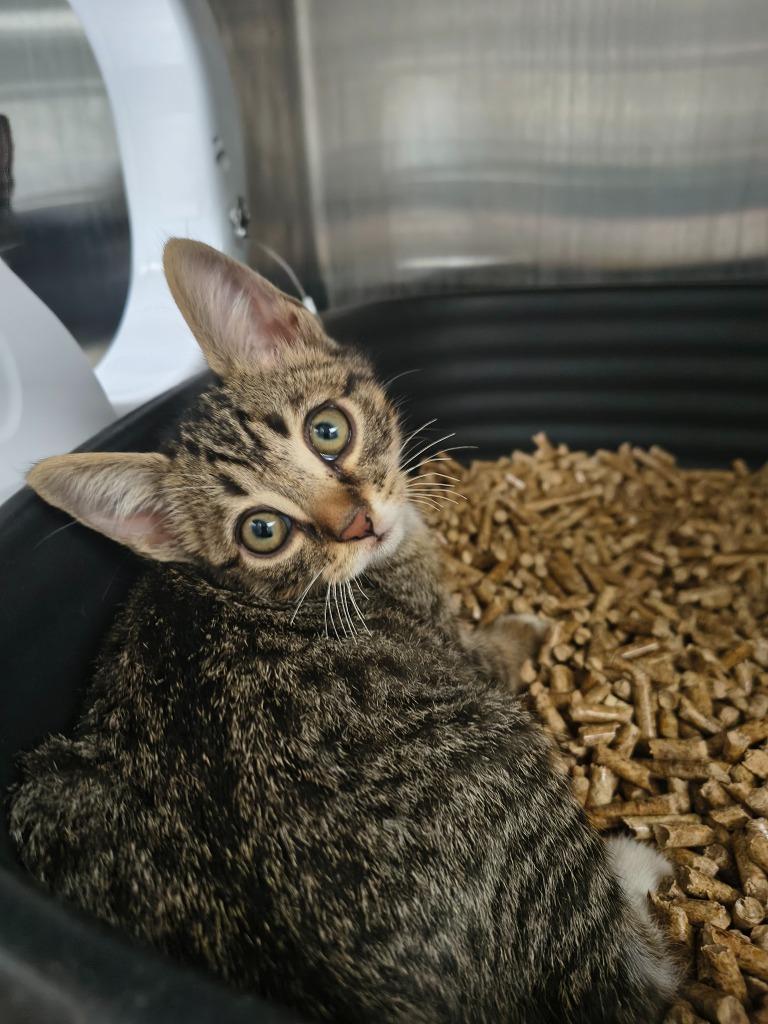 Toad, Adoptable, Kitten Male Domestic Short Hair.