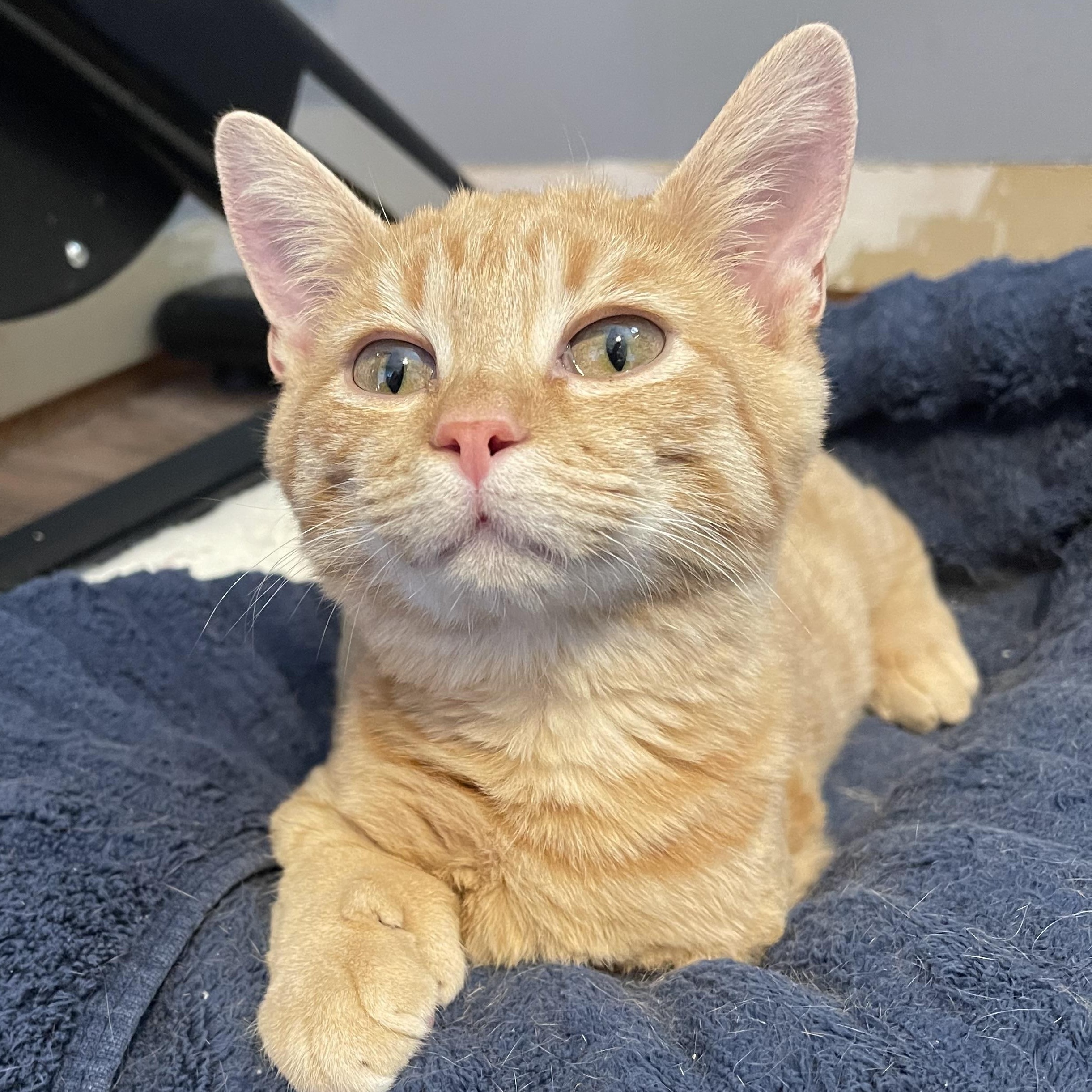 Butterscotch, a Adopted Extra-Toes Cat / Hemingway Polydactyl in Fort Oglethorpe, GA image 1/5