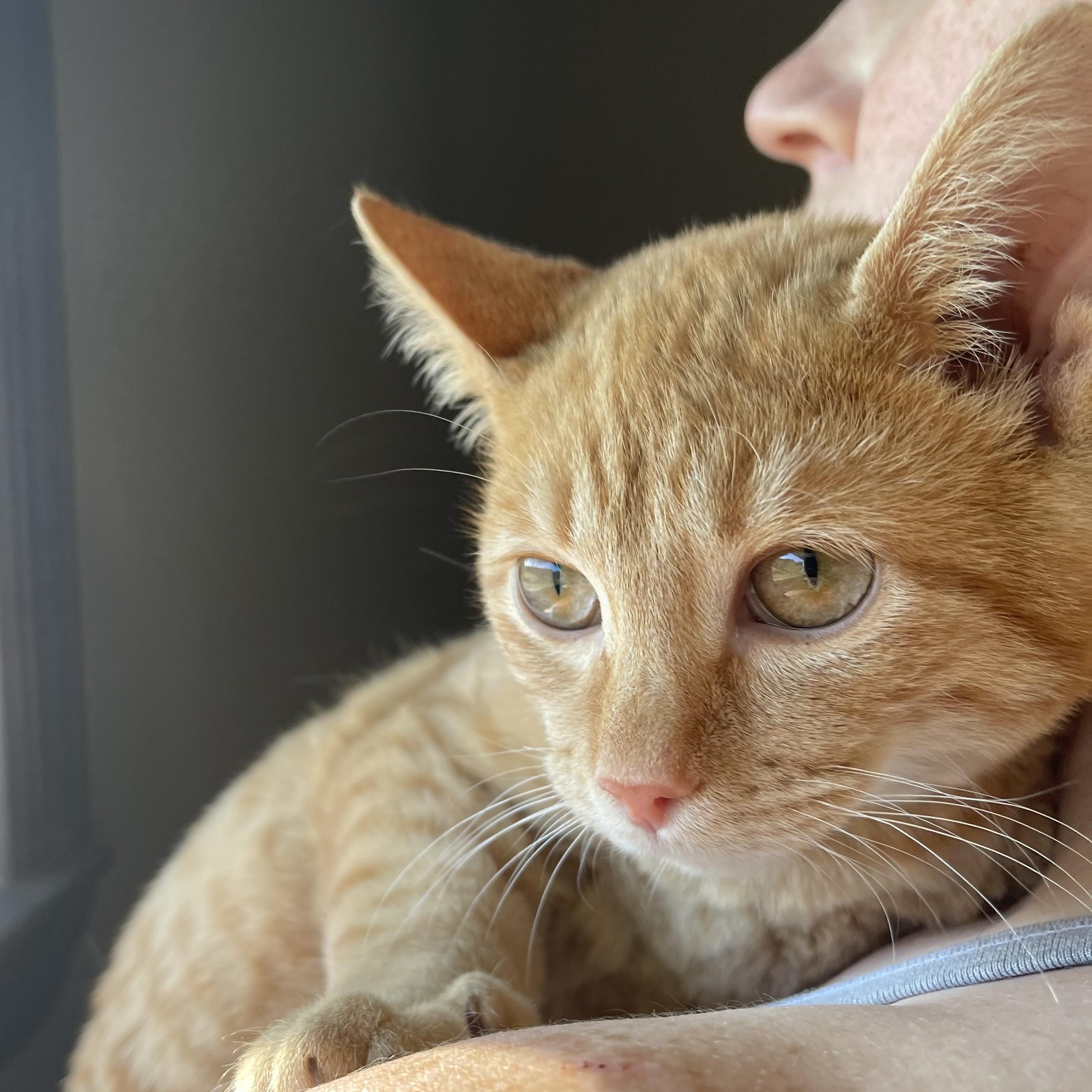 Butterscotch, a Adopted Extra-Toes Cat / Hemingway Polydactyl in Fort Oglethorpe, GA image 2/5