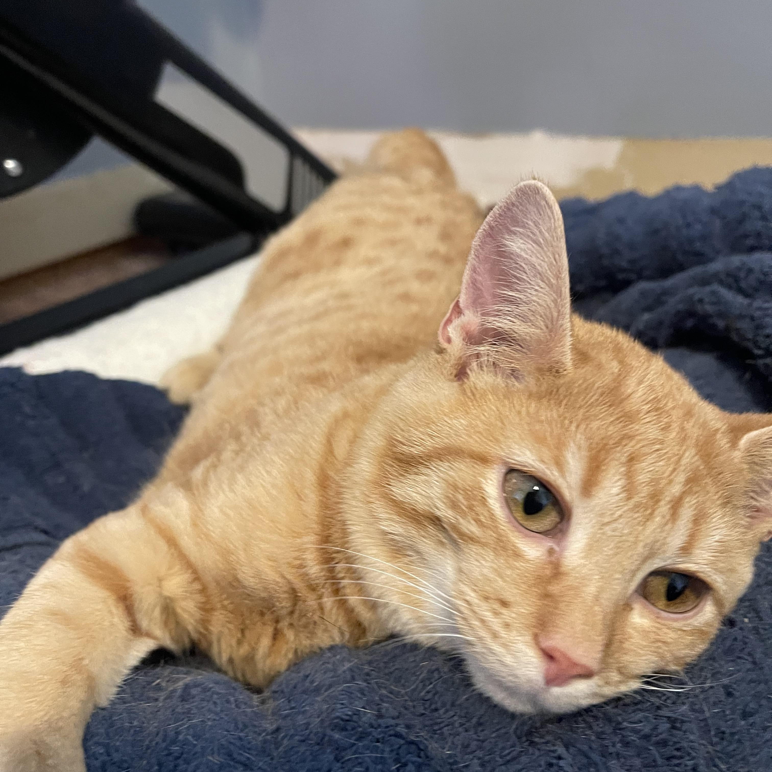 Butterscotch, a Adopted Extra-Toes Cat / Hemingway Polydactyl in Fort Oglethorpe, GA image 4/5