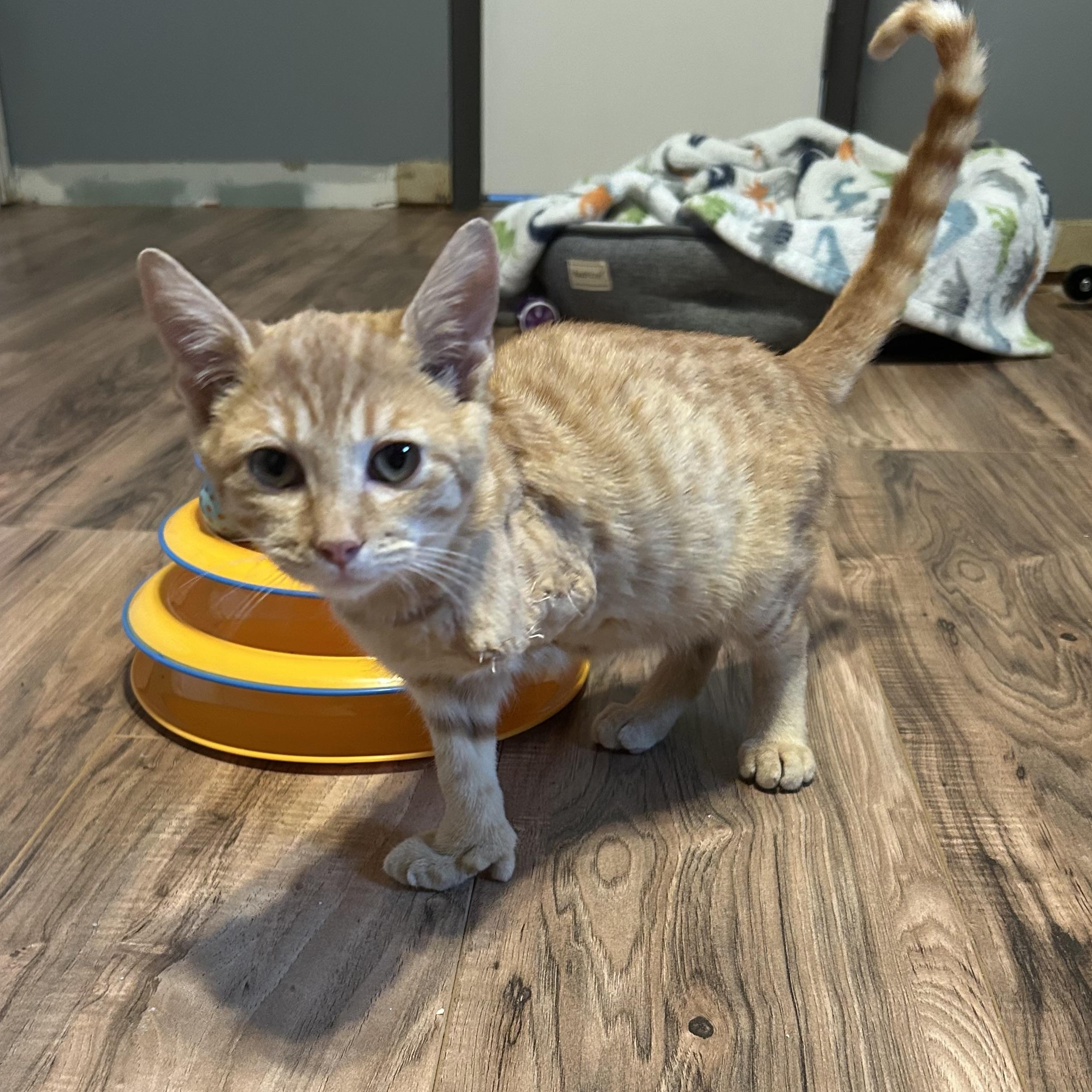 Butterscotch, a Adopted Extra-Toes Cat / Hemingway Polydactyl in Fort Oglethorpe, GA image 5/5