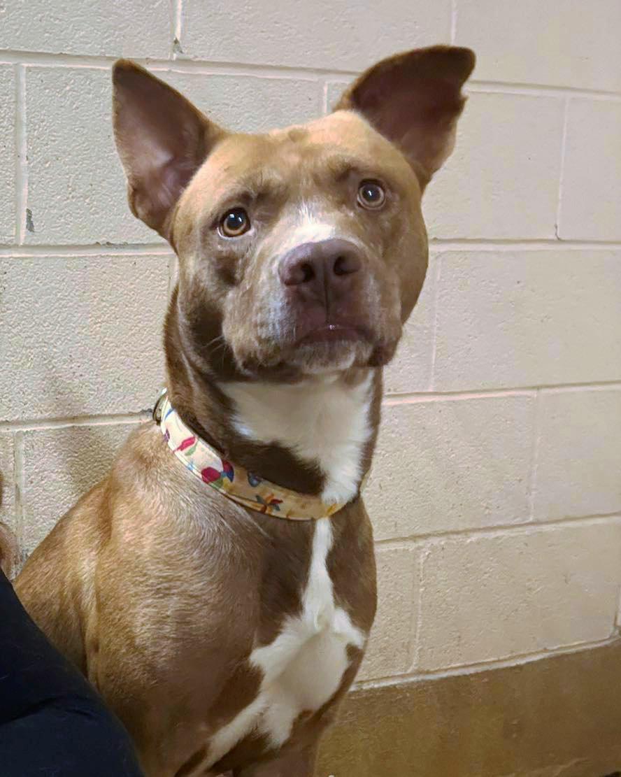 Enlarge Glenn Powell, a ADOPTABLE mixed breed in Euclid, OH image 2/6