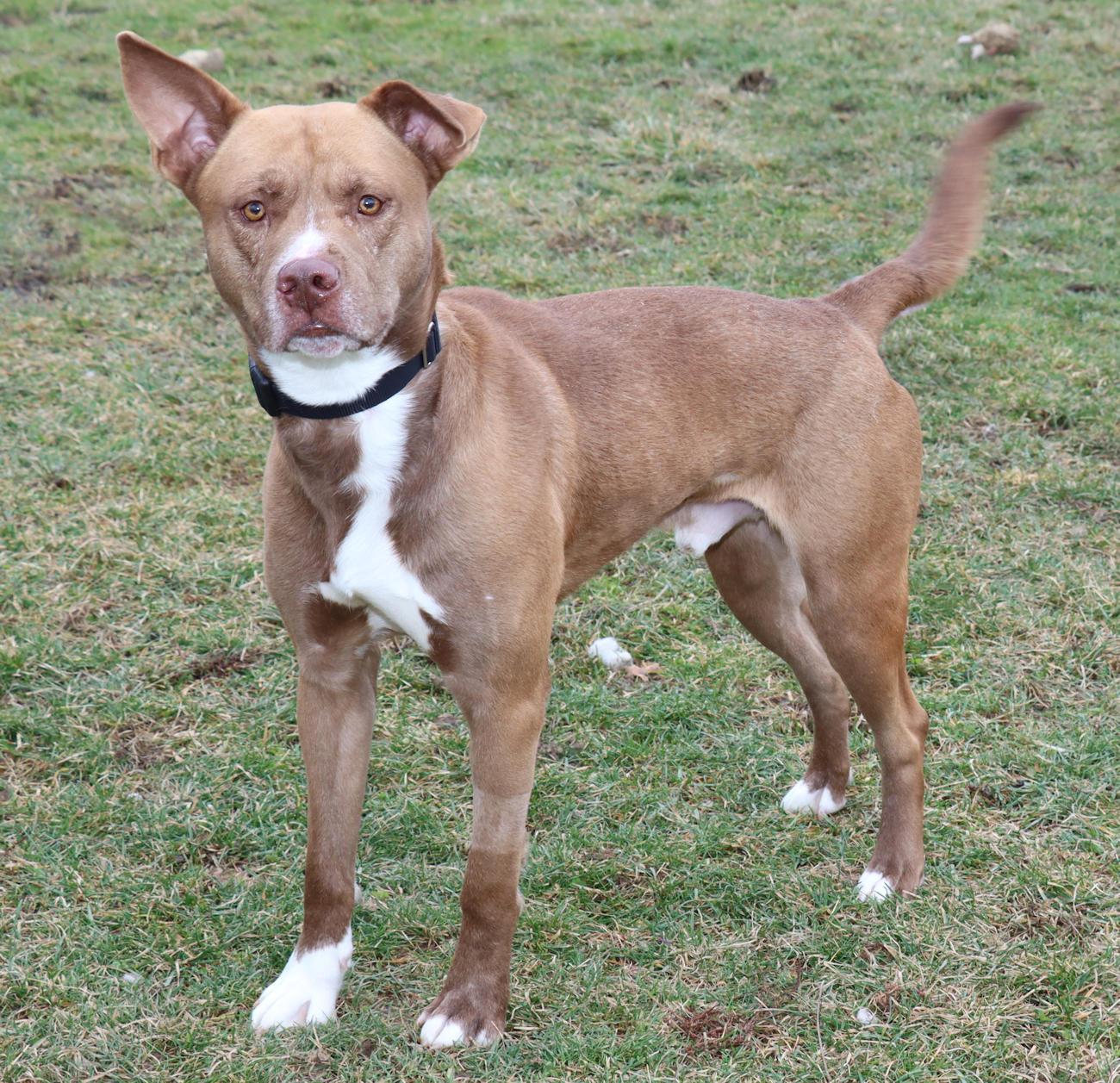 Enlarge Glenn Powell, a ADOPTABLE mixed breed in Euclid, OH image 3/6