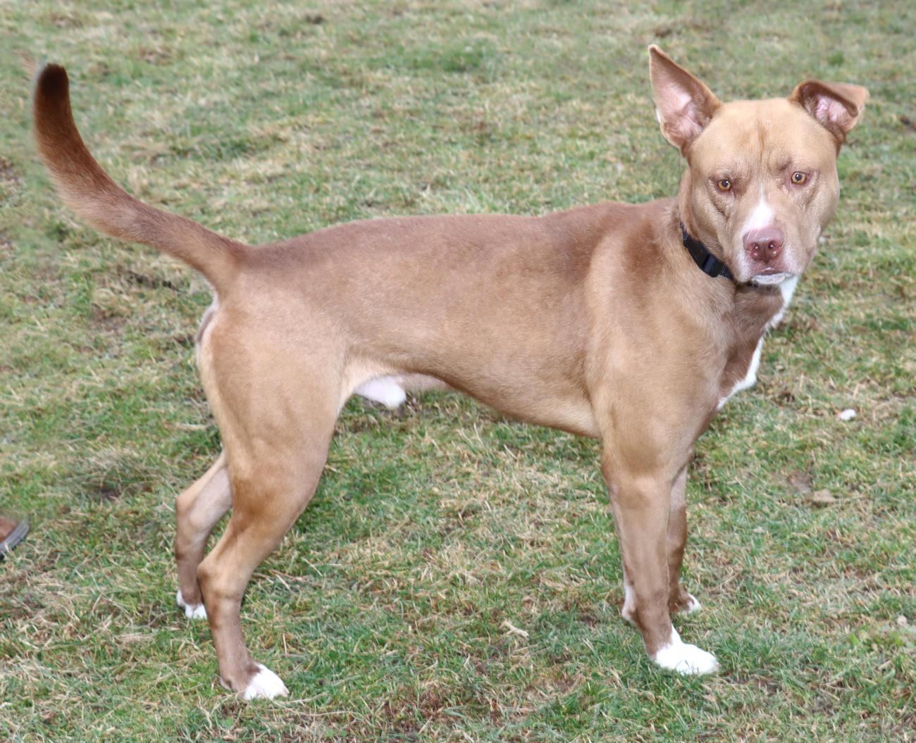 Enlarge Glenn Powell, a ADOPTABLE mixed breed in Euclid, OH image 4/6