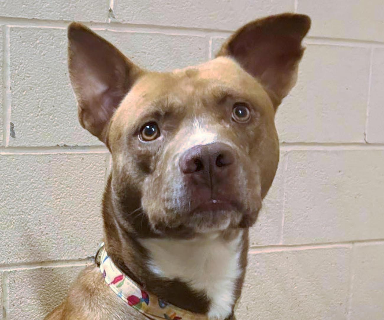 Enlarge Glenn Powell, a ADOPTABLE mixed breed in Euclid, OH image 1/6