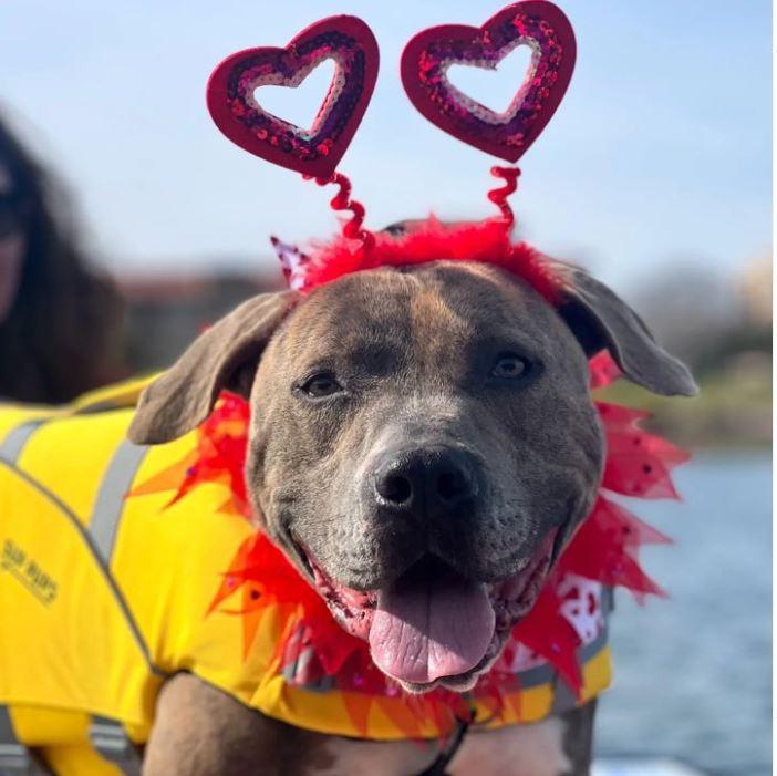 Enlarge Jaxon, a Adoptable American Staffordshire Terrier in San Diego, CA image 1/3