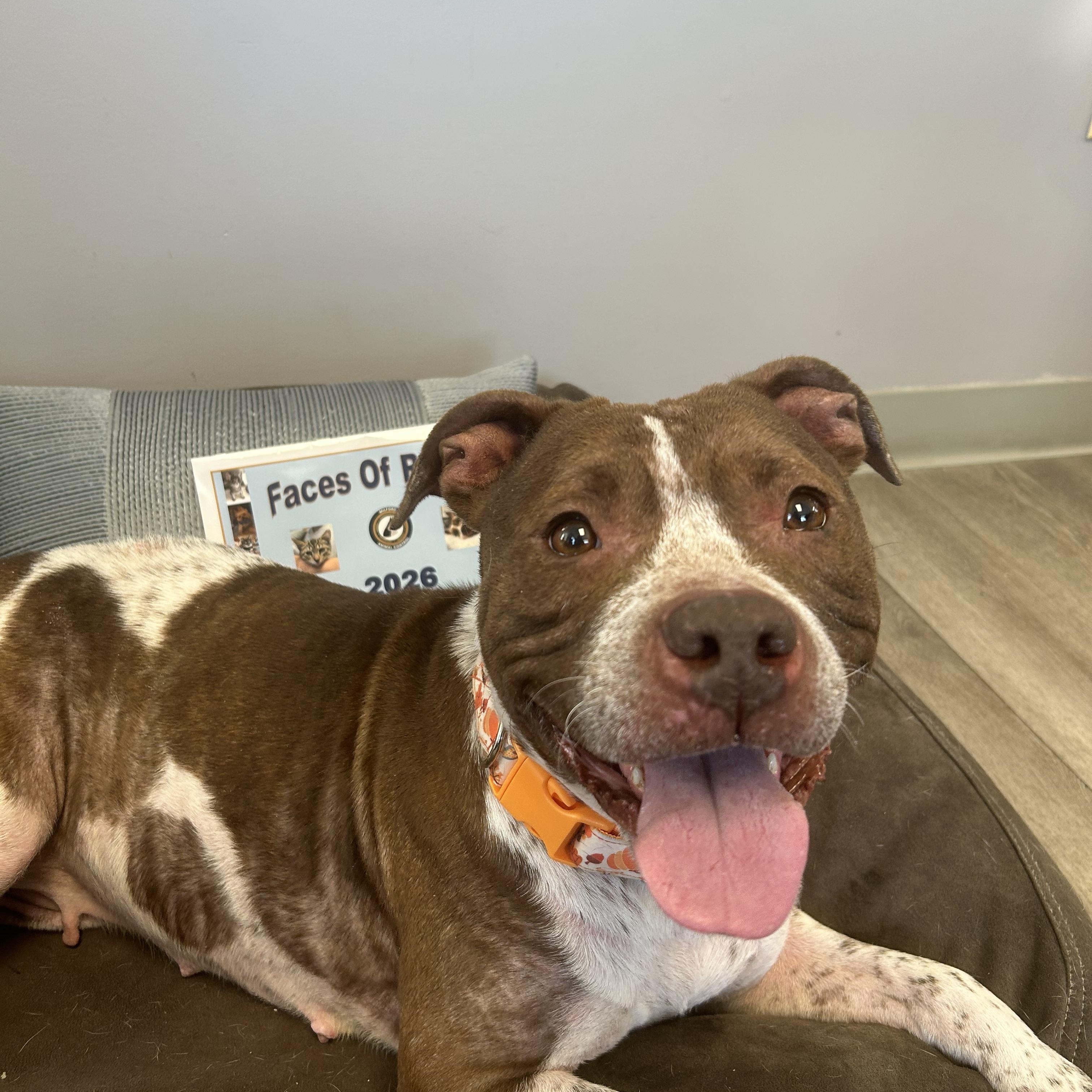 Enlarge Lily, a ADOPTABLE mixed breed in Milford, CT image 2/4