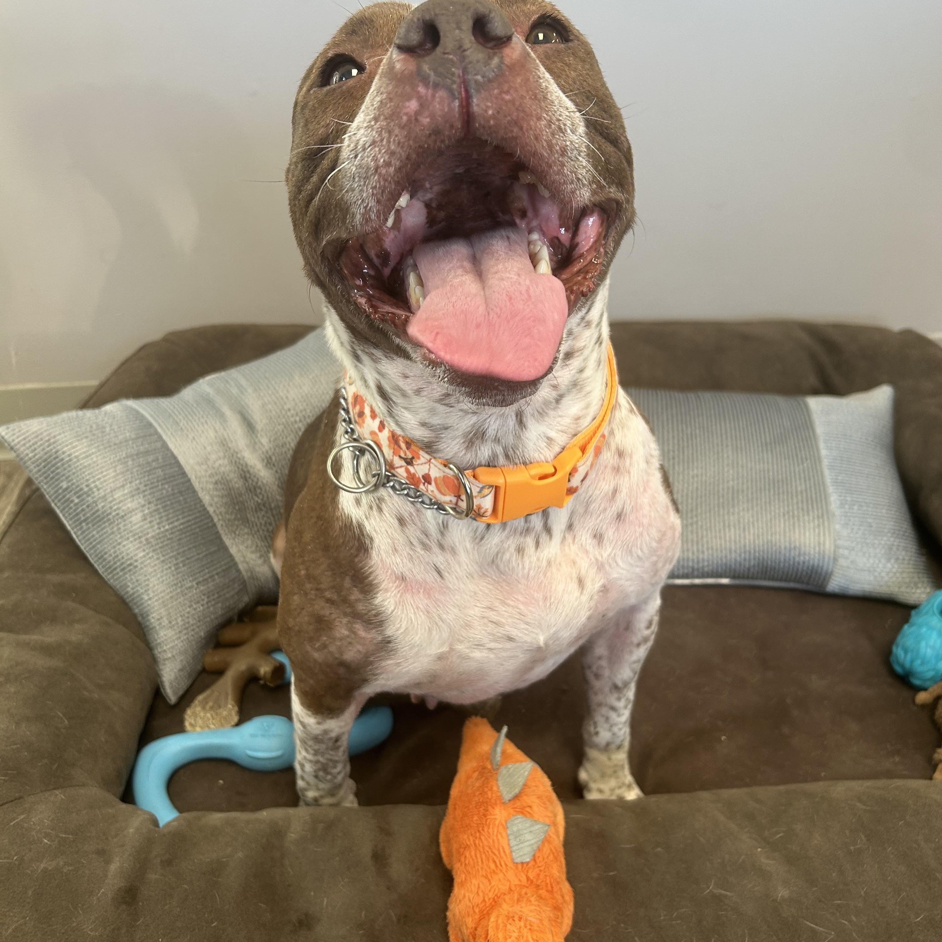 Enlarge Lily, a ADOPTABLE mixed breed in Milford, CT image 3/4