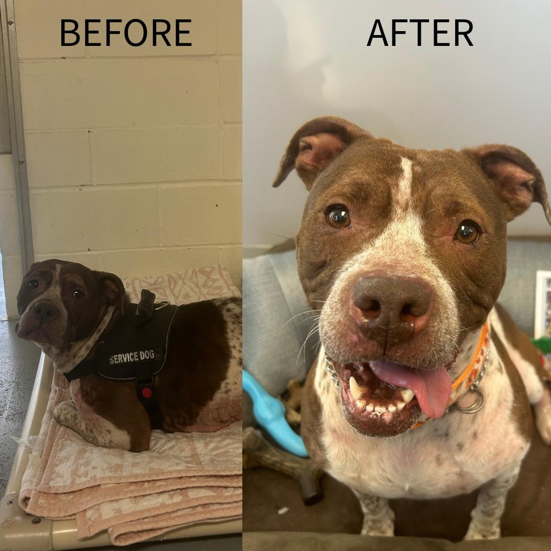 Enlarge Lily, a ADOPTABLE mixed breed in Milford, CT image 4/4