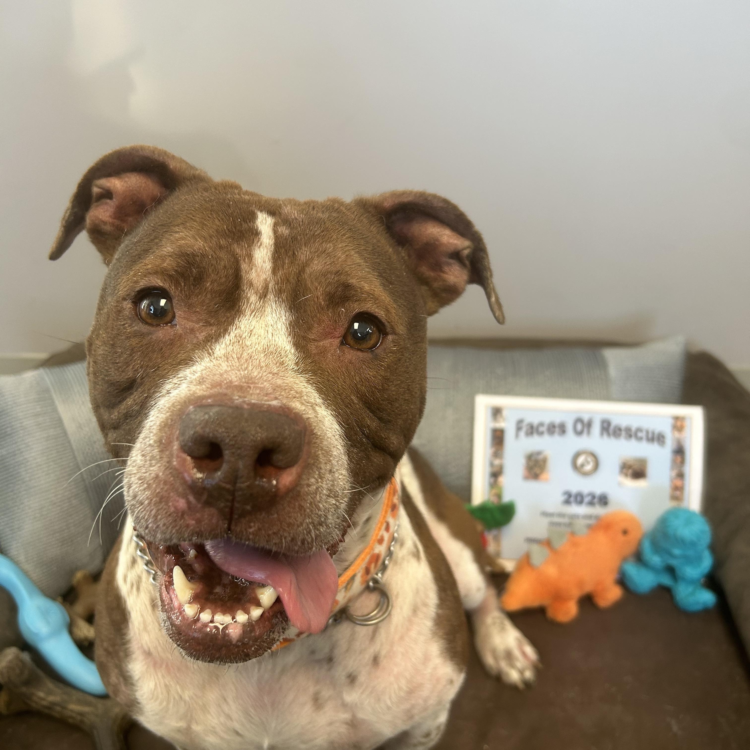 Enlarge Lily, a ADOPTABLE mixed breed in Milford, CT image 1/4