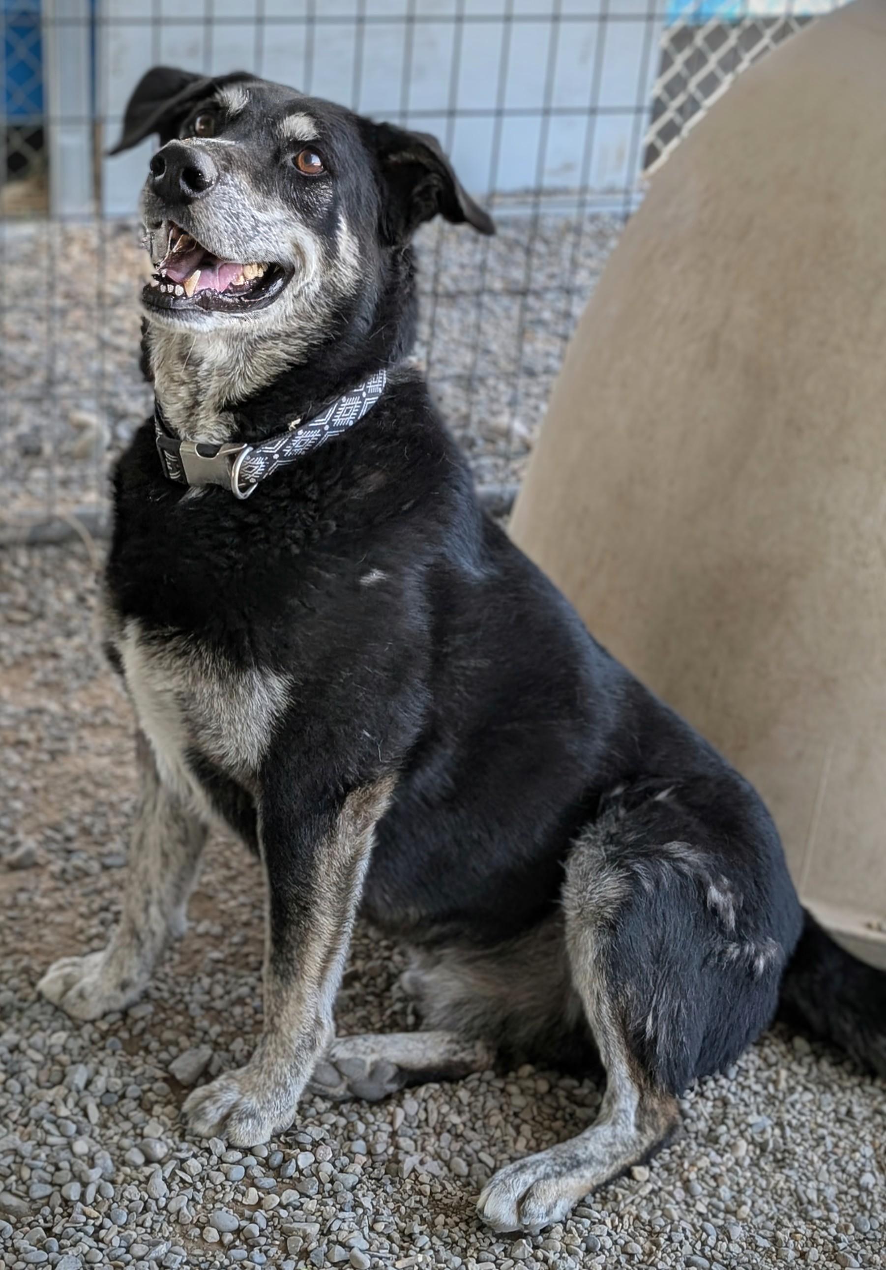 Gandalf the Grey, an adoptable Black Labrador Retriever, Husky in Riverton, WY, 82501 | Photo Image 1