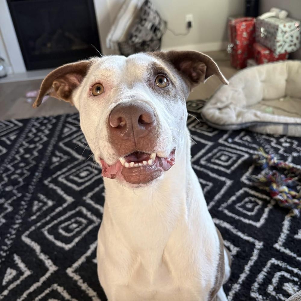 Lou - AVAILABLE, Adoptable, Adult Female Pit Bull Terrier.