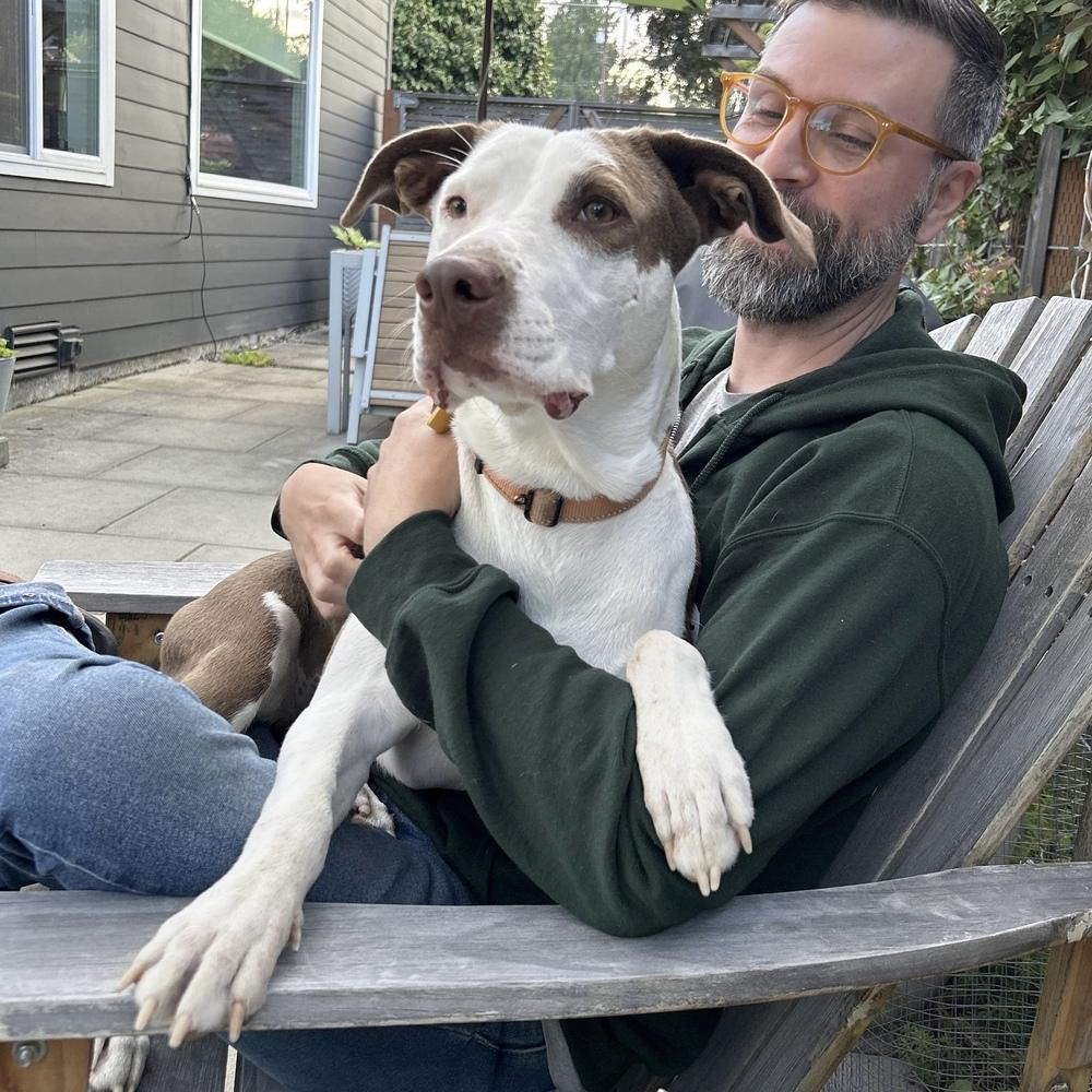 Lou - ADOPT or FOSTER, Adoptable, Young Female Pit Bull Terrier.