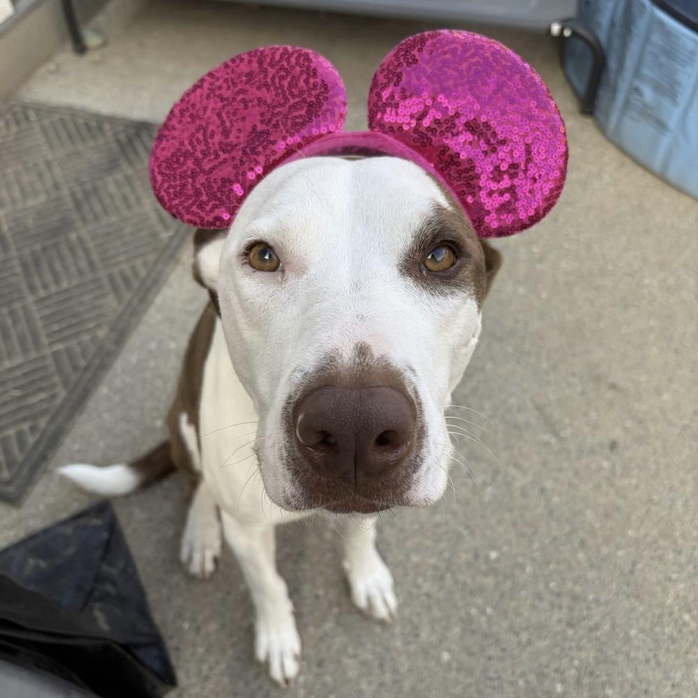 Lou - AVAILABLE, a Adoptable mixed breed in Seattle, WA image 2/6