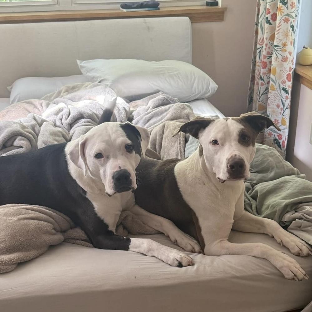 Lou - AVAILABLE, a Adoptable mixed breed in Seattle, WA image 3/6