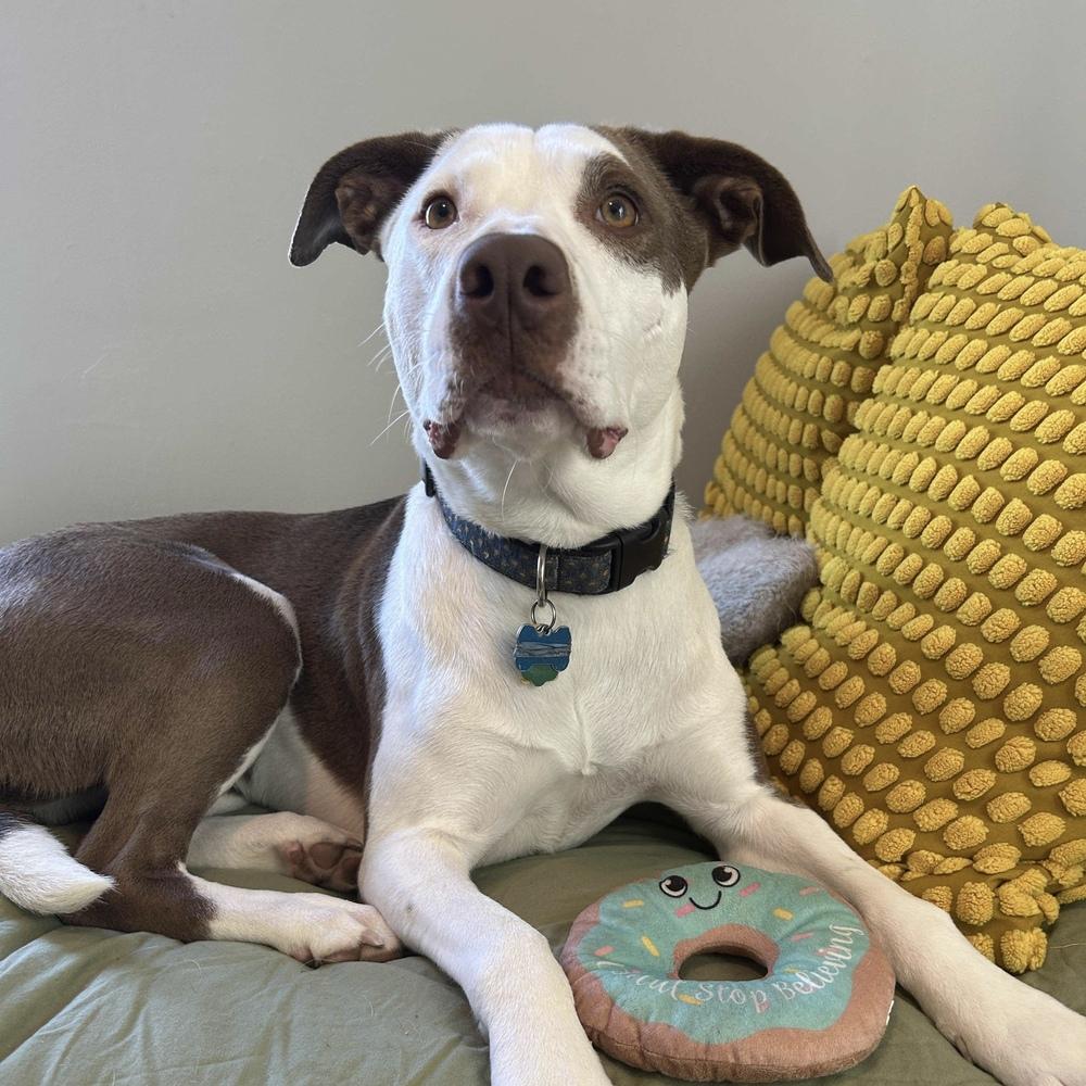 Lou - AVAILABLE, a Adoptable mixed breed in Seattle, WA image 4/6