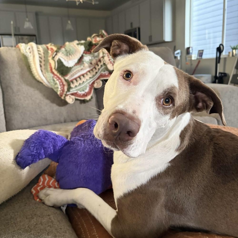 Lou - AVAILABLE, a Adoptable mixed breed in Seattle, WA image 5/6