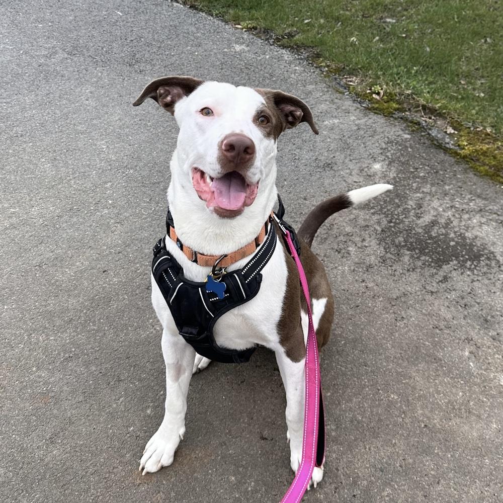 Enlarge Lou - AVAILABLE, a Adoptable mixed breed in Seattle, WA image 2/6
