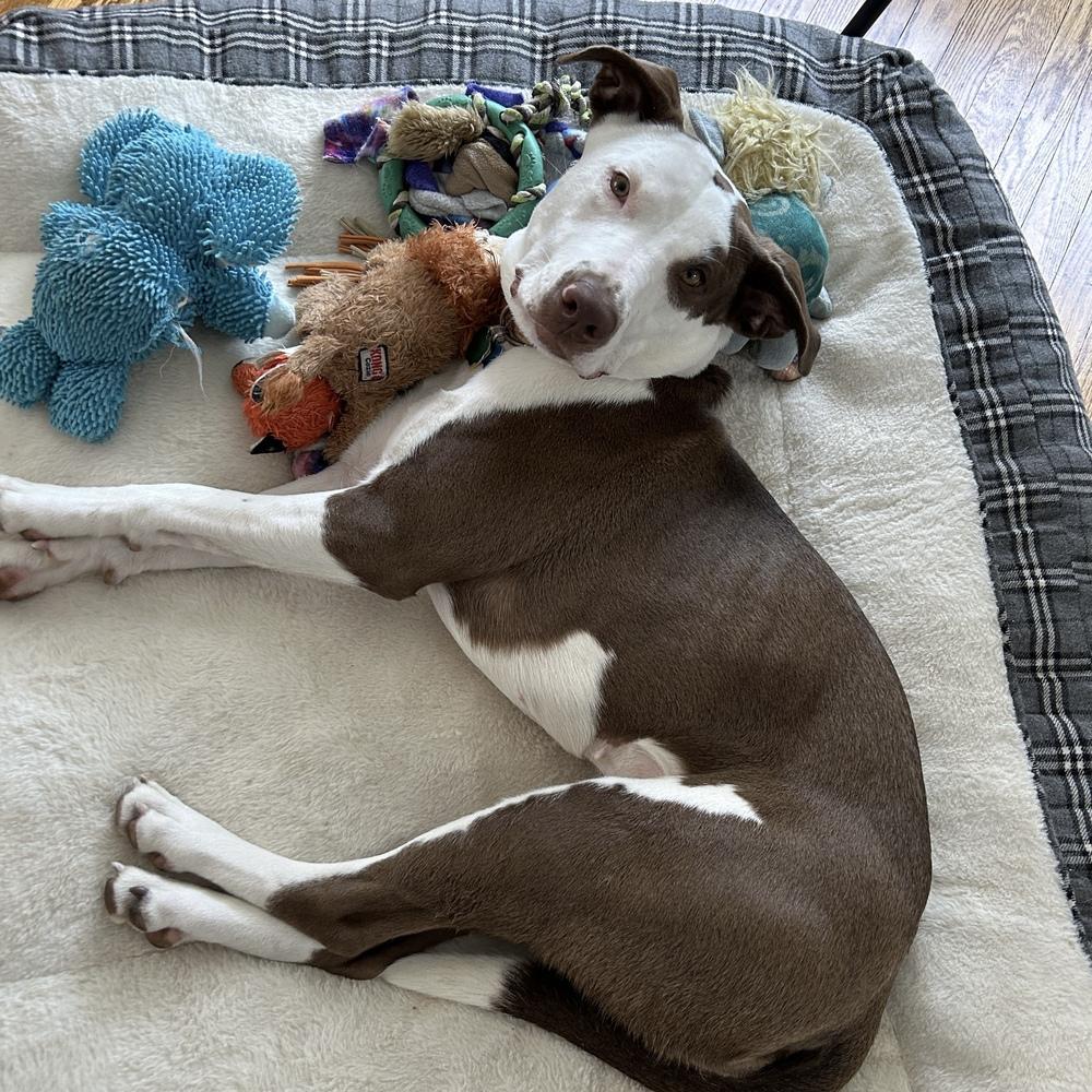 Enlarge Lou - ADOPT or FOSTER, a Adoptable mixed breed in Seattle, WA image 3/6