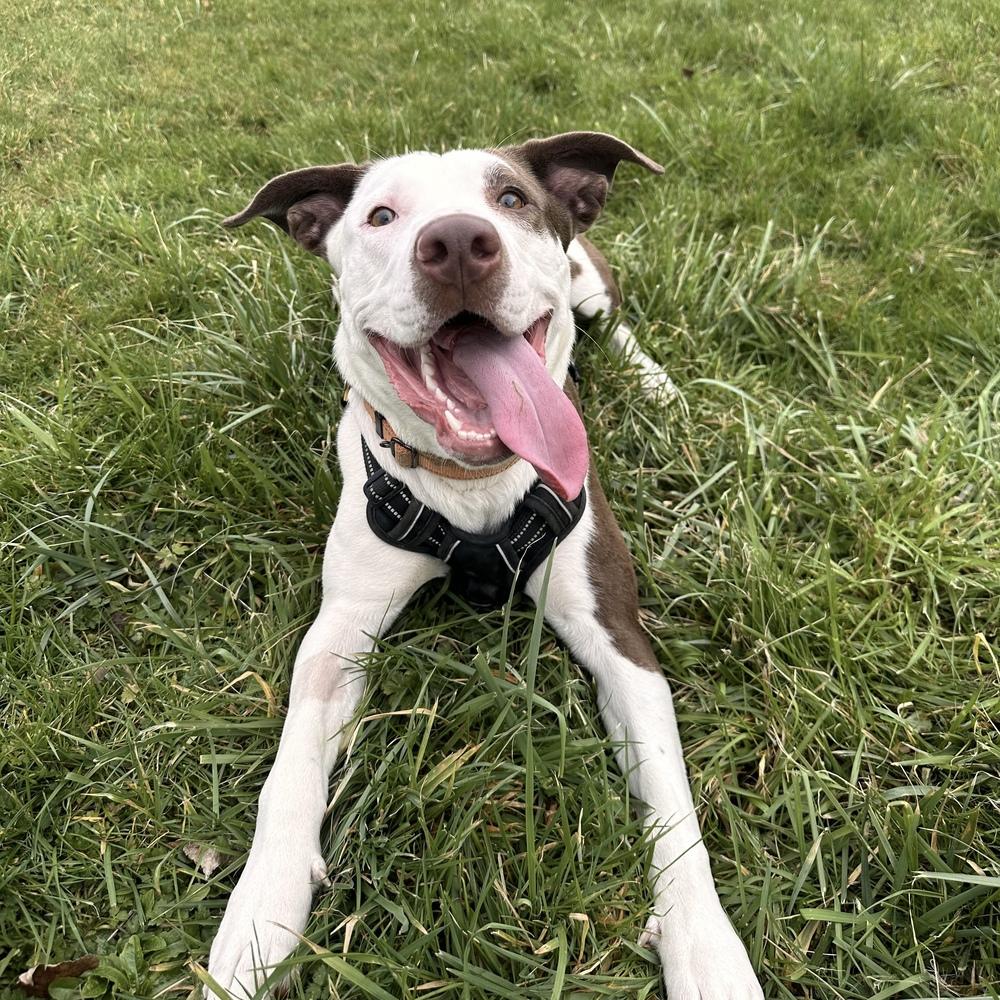 Enlarge Lou - AVAILABLE, a Adoptable mixed breed in Seattle, WA image 3/6