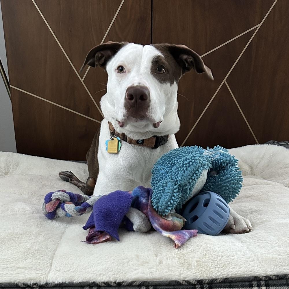 Enlarge Lou - ADOPT or FOSTER, a Adoptable mixed breed in Seattle, WA image 4/6