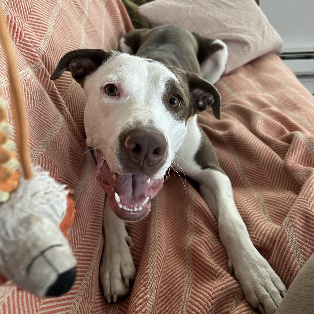 Enlarge Lou - ADOPT or FOSTER, a Adoptable mixed breed in Seattle, WA image 5/6