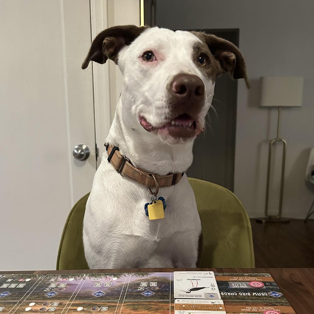 Enlarge Lou - ADOPT or FOSTER, a Adoptable mixed breed in Seattle, WA image 6/6