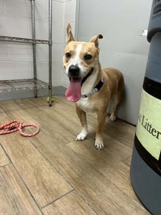 Dutton, Adoptable, Young Male Carolina Dog.